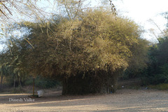 Bambusa arundinacea